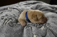 Blue Collar, a male Labrador Retriever for sale in Elk, WA – 5 of 7