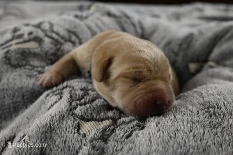 Blue Collar – Labrador Retriever puppy for sale in Elk, WA