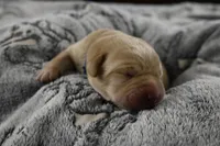 Blue Collar, a male Labrador Retriever for sale in Elk, WA – 1 of 7