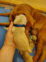 Blue Collar, a male Labrador Retriever for sale in Elk, WA – Photo 2 of 2