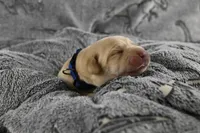 Blue Collar, a male Labrador Retriever for sale in Elk, WA – 2 of 7