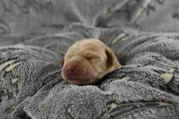 Blue Collar, a male Labrador Retriever for sale in Elk, WA – 3 of 7