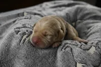Blue Collar, a male Labrador Retriever for sale in Elk, WA – 4 of 7
