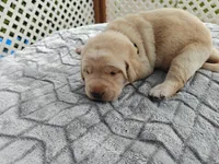 Daisy (yellow collar), a female Labrador Retriever for sale in Elk, WA – 3 of 3