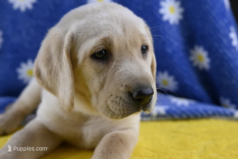 Honey (pink collar) – Labrador Retriever puppy for sale in Elk, WA