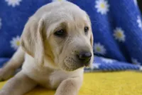 Honey (pink collar), a female Labrador Retriever for sale in Elk, WA – 1 of 9