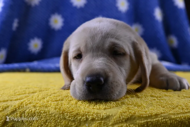 Daisy (yellow collar) – Labrador Retriever puppy for sale in Elk, WA