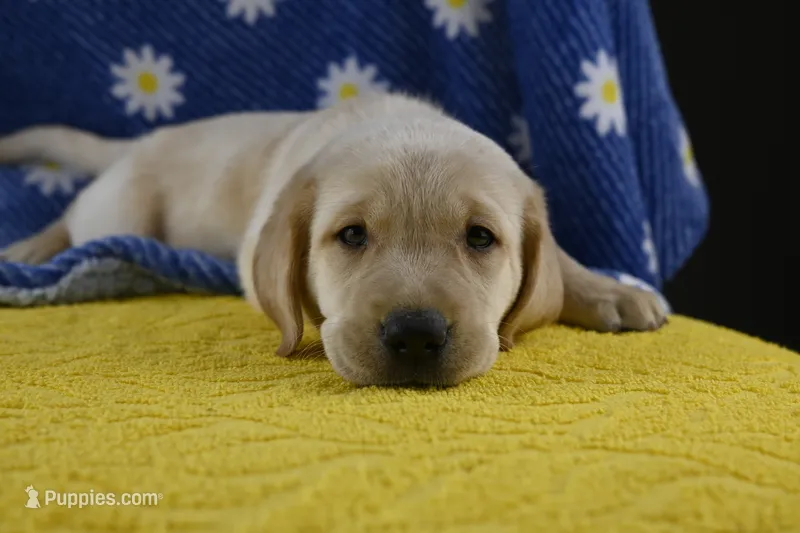 Clover (beige collar) – Labrador Retriever puppy for sale in Elk, WA
