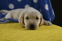 Clover (beige collar), a female Labrador Retriever for sale in Elk, WA – 1 of 7