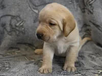 Daisy (yellow collar), a female Labrador Retriever for sale in Elk, WA – 7 of 10