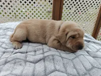 Hazel (purple collar), a female Labrador Retriever for sale in Elk, WA – 3 of 3