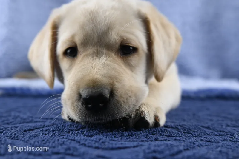 Ranger (red collar) – Labrador Retriever puppy for sale in Elk, WA