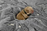 Green Collar, a male Labrador Retriever for sale in Elk, WA – Photo 6 of 7