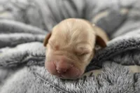 Green Collar, a male Labrador Retriever for sale in Elk, WA – Photo 2 of 7