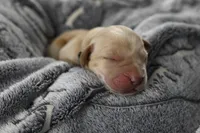 Green Collar, a male Labrador Retriever for sale in Elk, WA – Photo 1 of 7