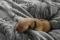 Green Collar, a male Labrador Retriever for sale in Elk, WA – Photo 3 of 7