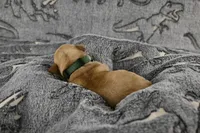 Green Collar, a male Labrador Retriever for sale in Elk, WA – Photo 4 of 7