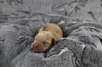 Green Collar, a male Labrador Retriever for sale in Elk, WA – Photo 5 of 7