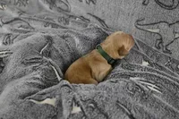 Green Collar, a male Labrador Retriever for sale in Elk, WA – Photo 7 of 7