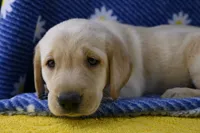 Clover (beige collar), a female Labrador Retriever for sale in Elk, WA – 2 of 7