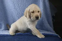 Biscuit (gray collar), a male Labrador Retriever for sale in Elk, WA – 5 of 9
