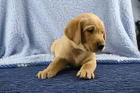 Moose (blue), a male Labrador Retriever for sale in Elk, WA – 4 of 10