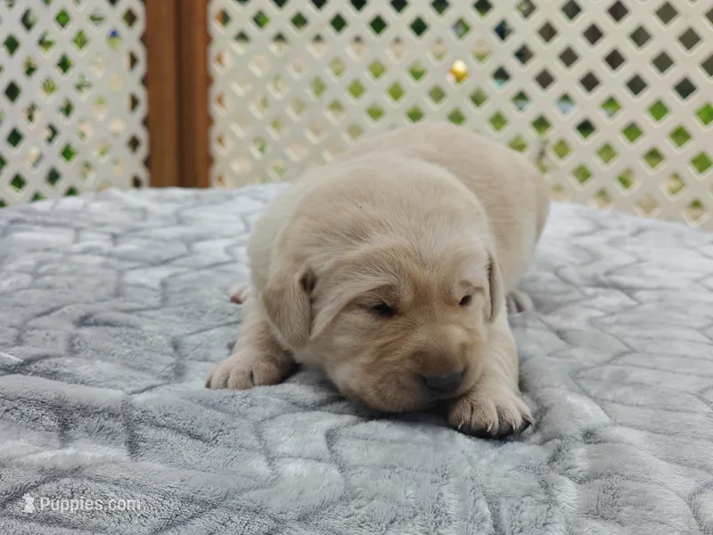 Poppy (teal collar) – Labrador Retriever puppy for sale in Elk, WA