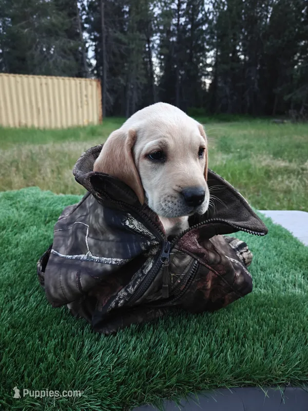 Green Collar – Labrador Retriever puppy for sale in Elk, WA