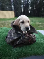 Green Collar, a male Labrador Retriever for sale in Elk, WA – 1 of 9