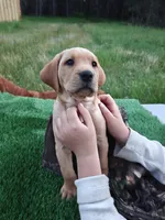 Red Collar, a male Labrador Retriever for sale in Elk, WA – 2 of 9