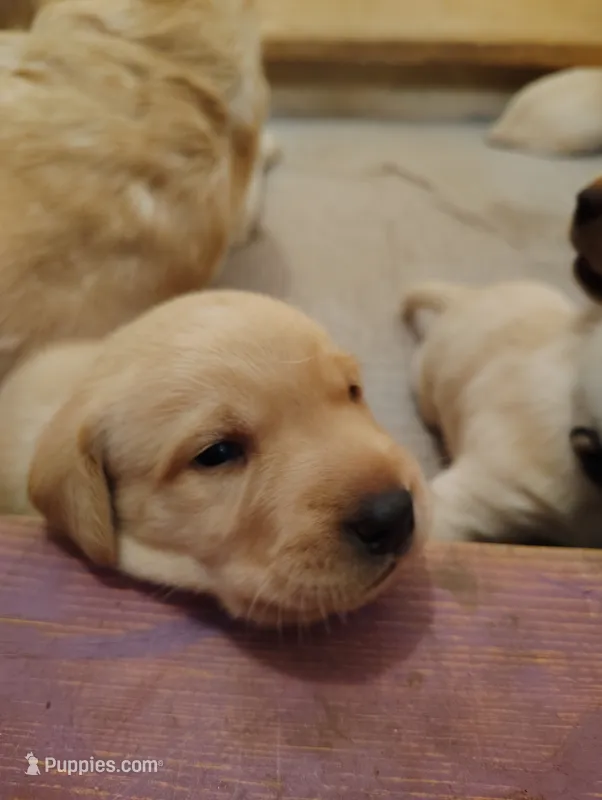 Moose (blue) – Labrador Retriever puppy for sale in Elk, WA