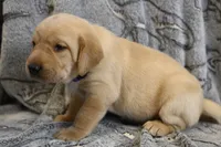 Hazel (purple collar), a female Labrador Retriever for sale in Elk, WA – 8 of 9