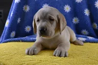 Daisy (yellow collar), a female Labrador Retriever for sale in Elk, WA – 3 of 10