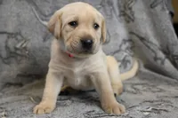 Honey (pink collar), a female Labrador Retriever for sale in Elk, WA – 8 of 9