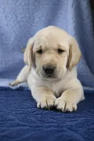 Biscuit (gray collar), a male Labrador Retriever for sale in Elk, WA – 1 of 9