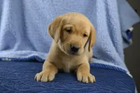 Moose (blue), a male Labrador Retriever for sale in Elk, WA – 2 of 10