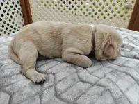 Clover (beige collar), a female Labrador Retriever for sale in Elk, WA – 3 of 3