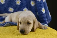 Clover (beige collar), a female Labrador Retriever for sale in Elk, WA – 3 of 7