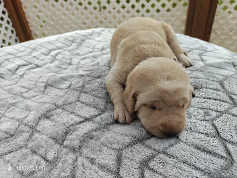 Daisy (yellow collar) – Labrador Retriever puppy for sale in Elk, WA