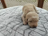 Daisy (yellow collar), a female Labrador Retriever for sale in Elk, WA – 1 of 3