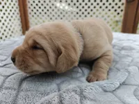 Hazel (purple collar), a female Labrador Retriever for sale in Elk, WA – 2 of 3
