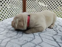 Honey (pink collar), a female Labrador Retriever for sale in Elk, WA – 3 of 3