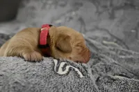 Pink Collar, a female Labrador Retriever for sale in Elk, WA – Photo 5 of 7