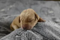 Pink Collar, a female Labrador Retriever for sale in Elk, WA – Photo 4 of 7