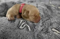 Pink Collar, a female Labrador Retriever for sale in Elk, WA – Photo 7 of 7