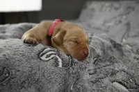 Pink Collar, a female Labrador Retriever for sale in Elk, WA – Photo 6 of 7