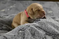 Pink Collar, a female Labrador Retriever for sale in Elk, WA – Photo 2 of 7