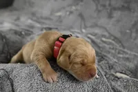 Pink Collar, a female Labrador Retriever for sale in Elk, WA – Photo 3 of 7