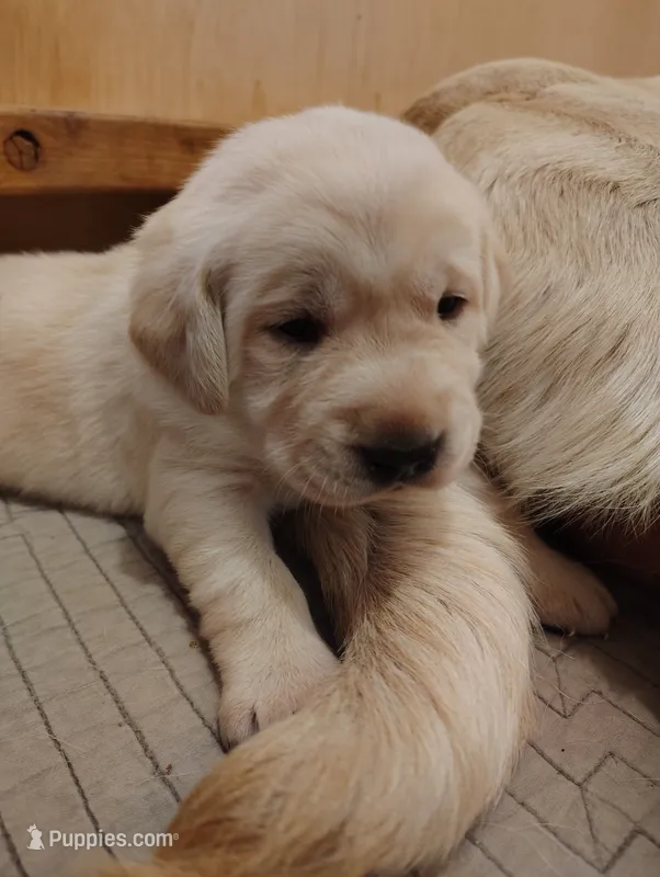 Biscuit (gray collar) – Labrador Retriever puppy for sale in Elk, WA