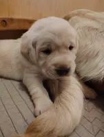 Biscuit (gray collar), a male Labrador Retriever for sale in Elk, WA – 6 of 9